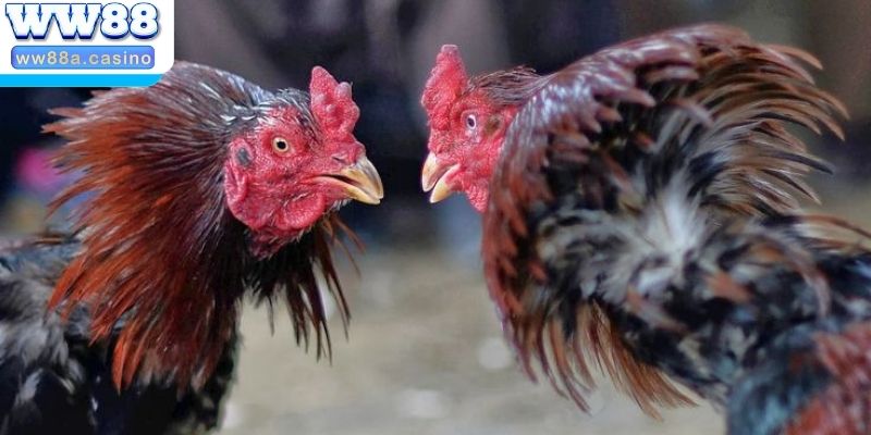 Đa dạng hình thức chơi cho bạn thỏa sức chọn lựa