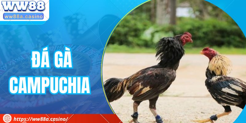 Đá Gà Campuchia - Sức Hấp Dẫn Từ Những Trận Đấu Đỉnh Cao
