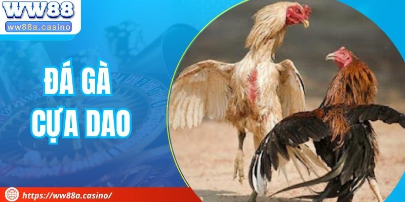 Đá Gà Cựa Dao – Kịch Tính Và Mạnh Mẽ Trong Mỗi Cú Đánh