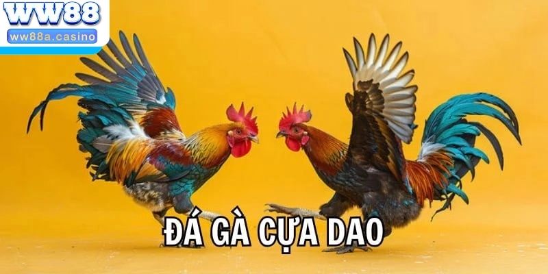 Kinh nghiệm thắng lớn đá gà cựa dao cho tân thủ