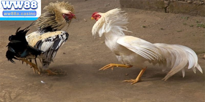 Luật lệ và quy định chi tiết của đá gà Campuchia