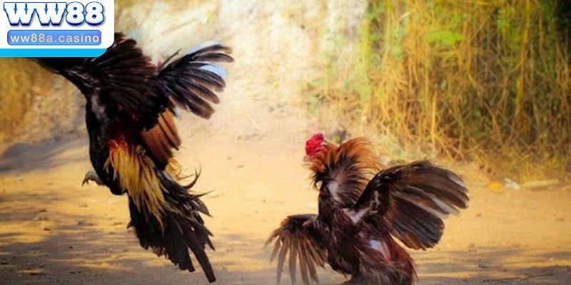 Những lưu ý giúp bạn cược đá gà dễ thắng hơn