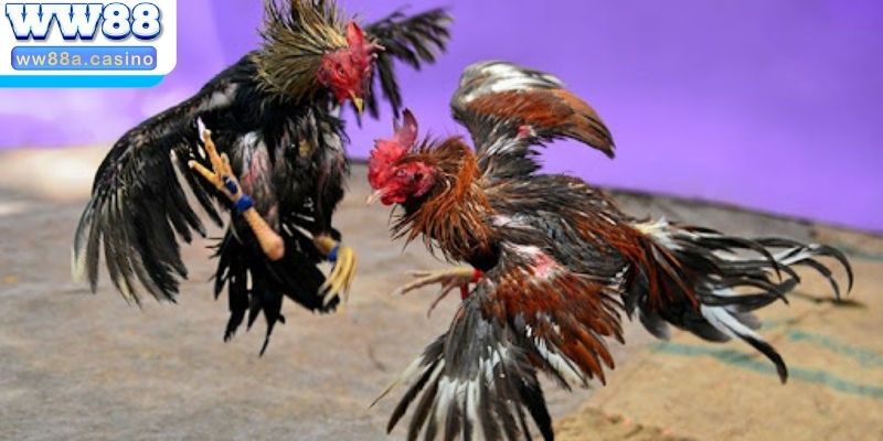 Tổng quan về hình thức đấu gà trực tiếp